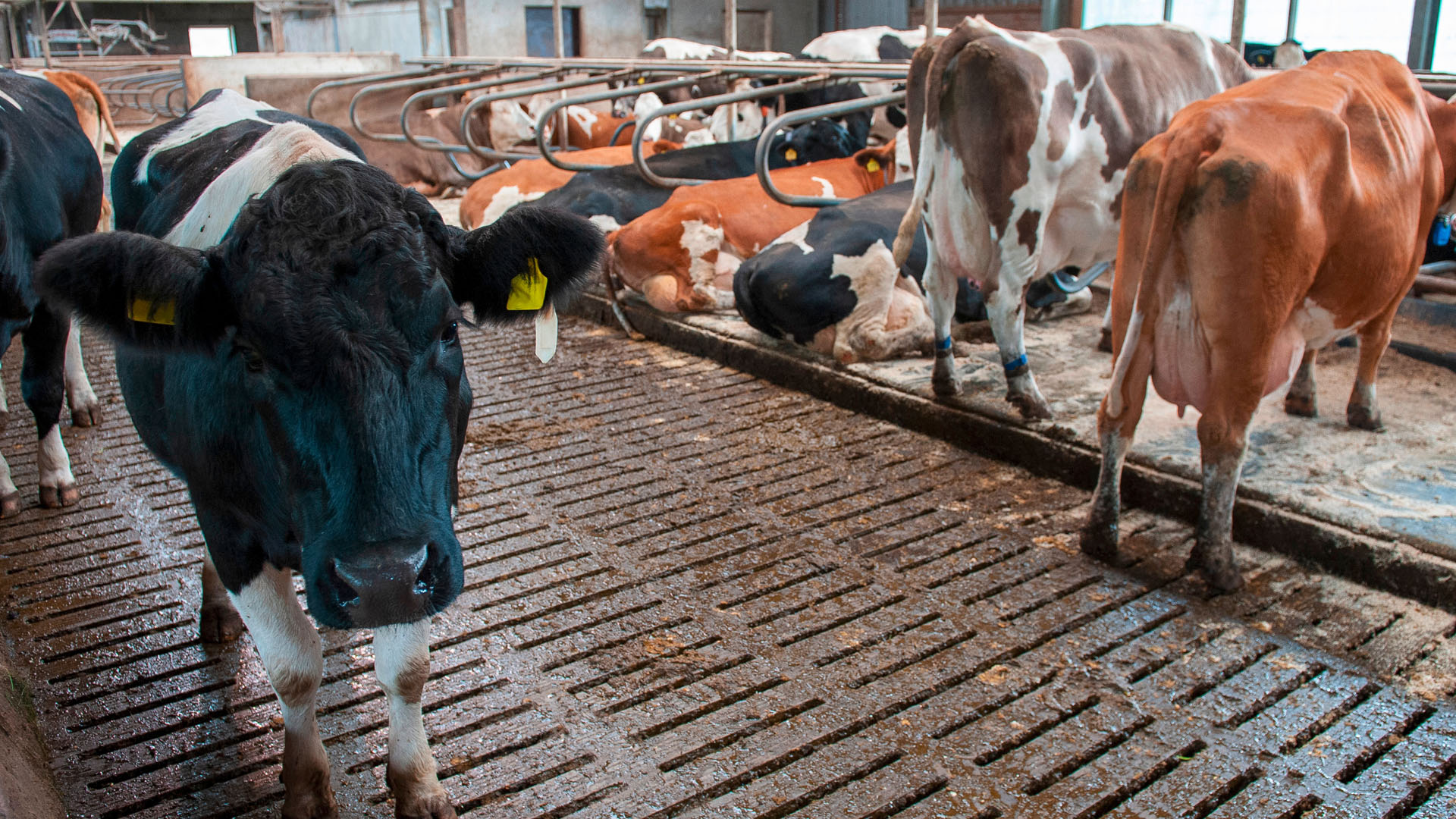 Konzentration von Tiermist zur Kostenoptimierung